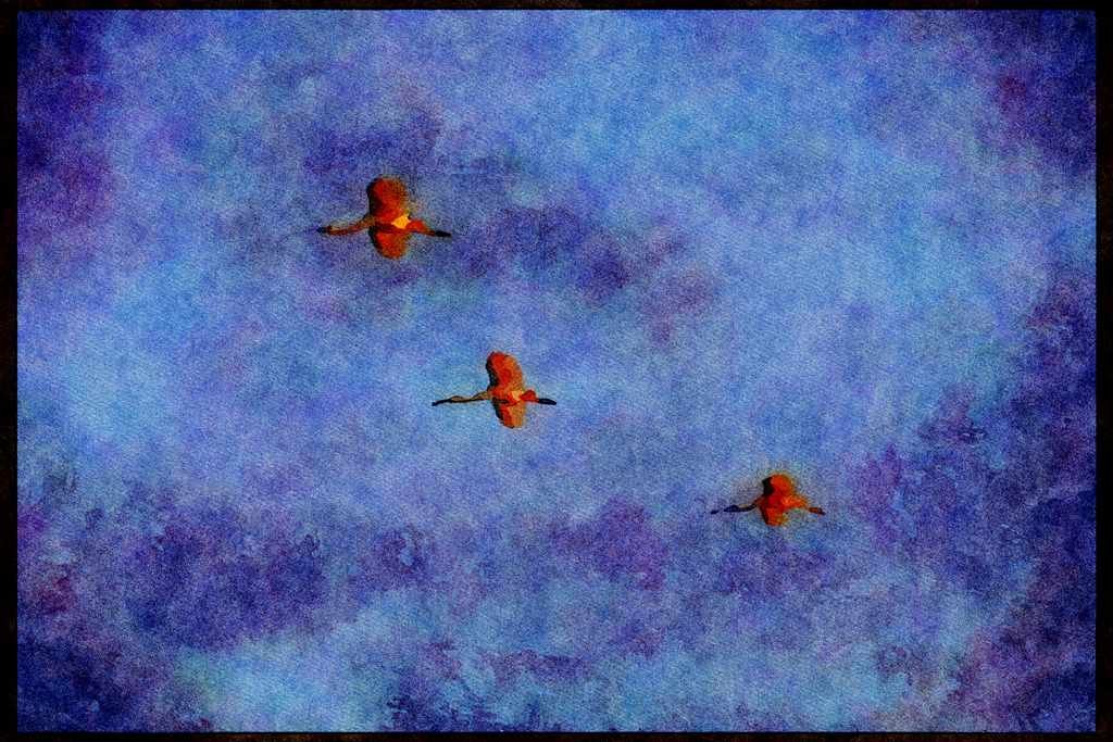 Wild Birds 008112 Roseate Spoonbills In Flight A4 Limited Edition Watercolour Print