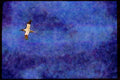 Wild Birds 008113 Northern Gannet In Flight A4 Limited Edition Watercolour Print