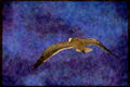 Wild Birds 008114 Western Gull In Flight A4 Limited Edition Watercolour Print