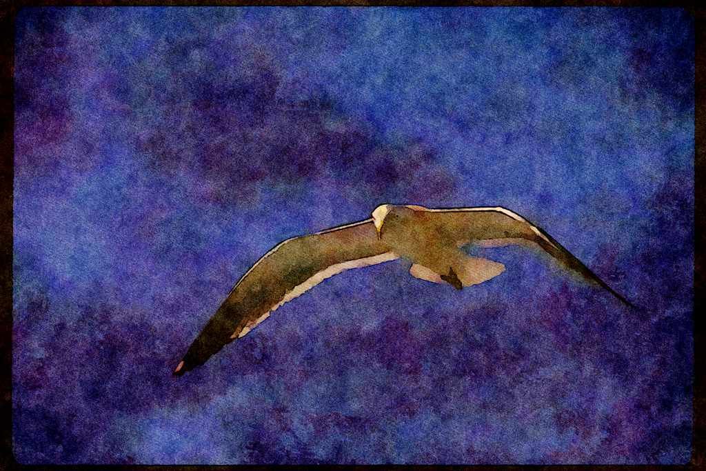 Wild Birds 008114 Western Gull In Flight A4 Limited Edition Watercolour Print