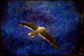 Wild Birds 008115 Western Gull In Flight A4 Limited Edition Watercolour Print
