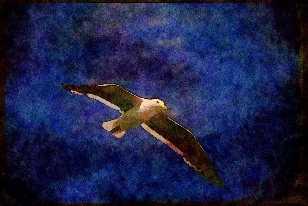 Wild Birds 008115 Western Gull In Flight A4 Limited Edition Watercolour Print
