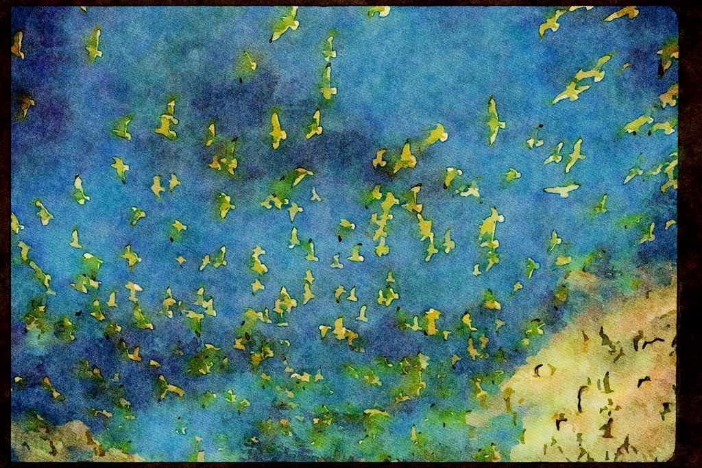 Wild Birds 008116 Ring Billed Gulls A4 Limited Edition Watercolour Print