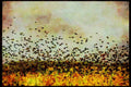 Wild Birds 008117 Red Winged Blackbirds A4 Limited Edition Watercolour Print