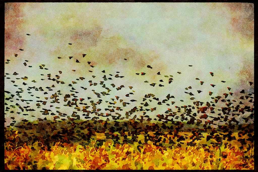Wild Birds 008117 Red Winged Blackbirds A4 Limited Edition Watercolour Print