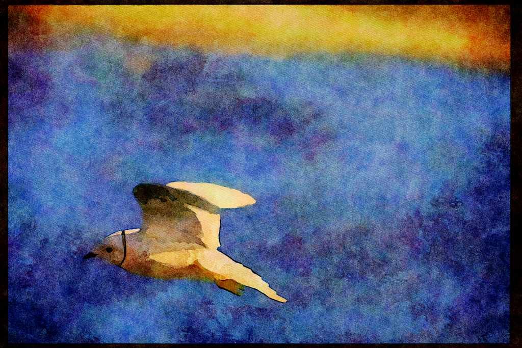 Wild Birds 008118 Ross' Gull A4 Limited Edition Watercolour Print