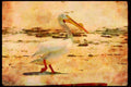 Wild Birds 008120 White Pelican A4 Limited Edition Watercolour Print