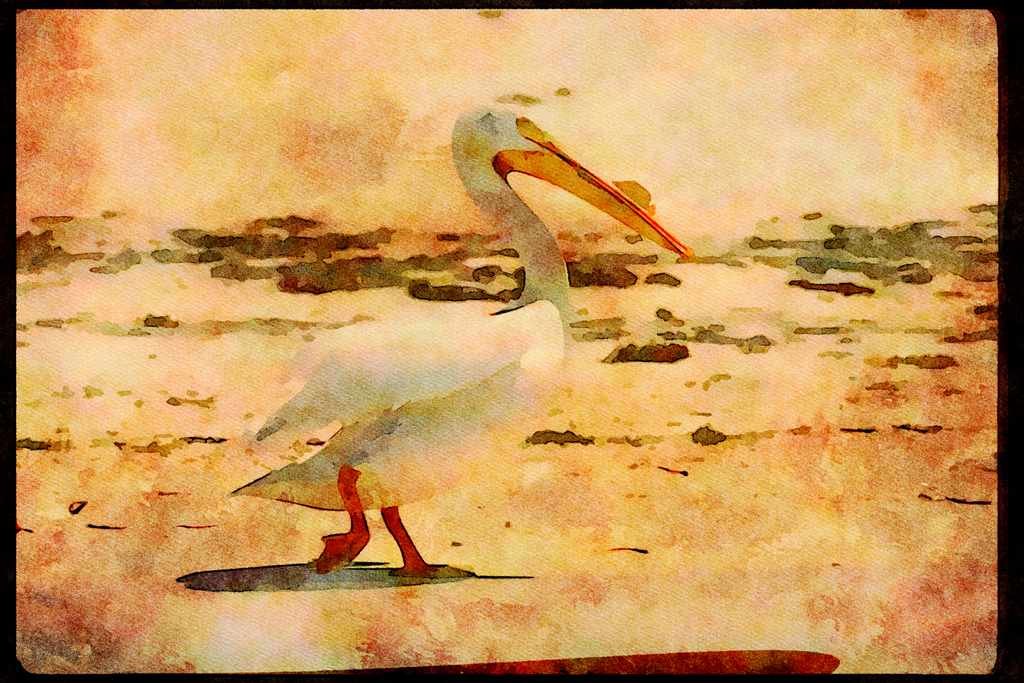 Wild Birds 008120 White Pelican A4 Limited Edition Watercolour Print