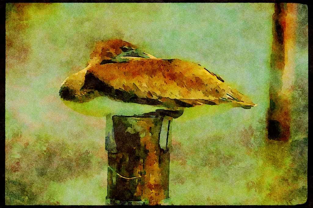 Wild Birds 008121 Sleepy Immature Brown Pelican A4 Limited Edition Watercolour Print