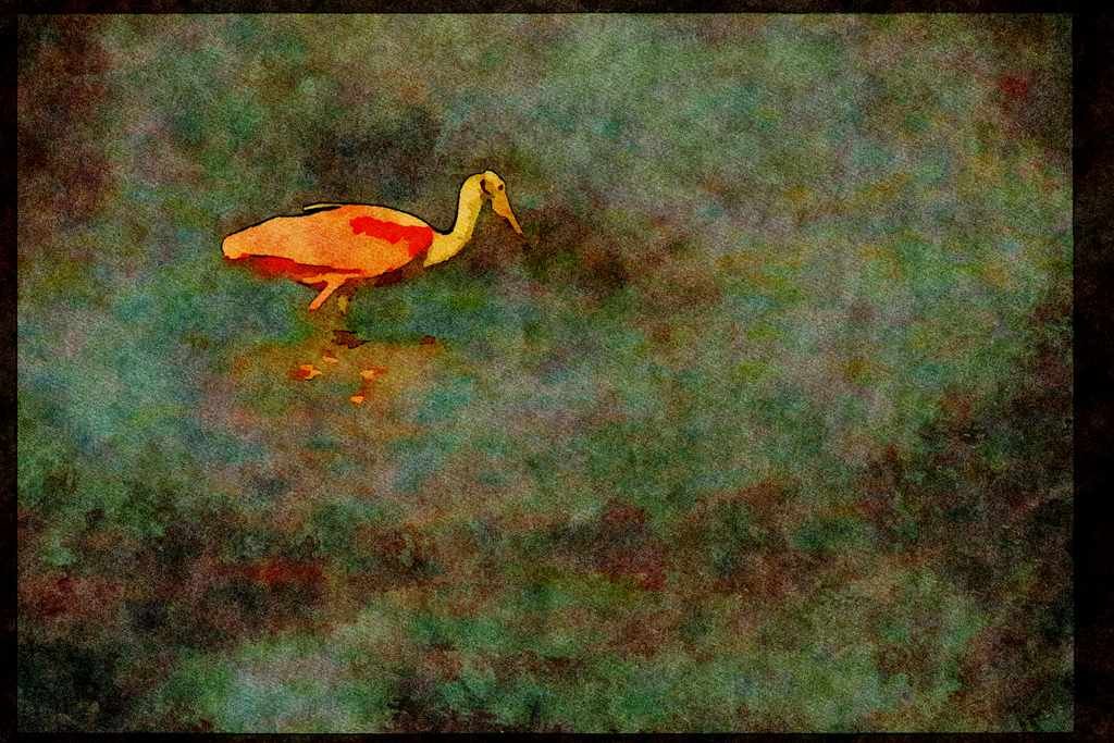 Wild Birds 008122 Roseate Spoonbill A4 Limited Edition Watercolour Print