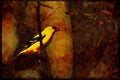 Wild Birds 008123 American Goldfinch A4 Limited Edition Watercolour Print