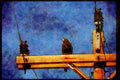 Wild Birds 008124 Harris' Hawk A4 Limited Edition Watercolour Print