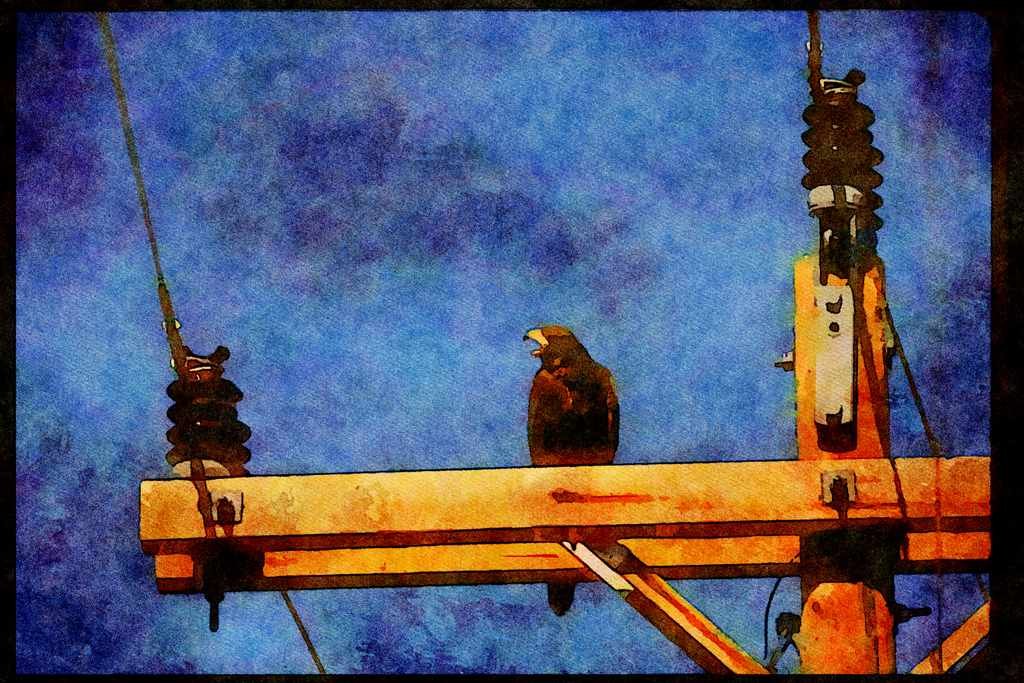 Wild Birds 008124 Harris' Hawk A4 Limited Edition Watercolour Print