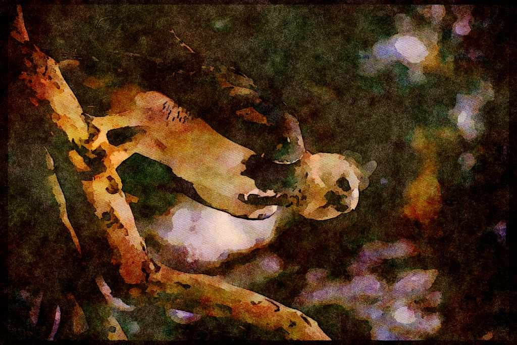 Wild Birds 008125 Harpy Eagle A4 Limited Edition Watercolour Print