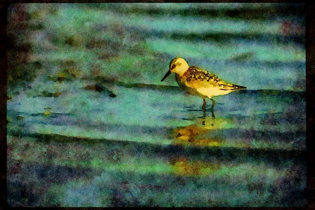 Wild Birds 008129 Sanderling A4 Limited Edition Watercolour Print