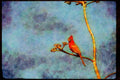 Wild Birds 008130 Northern Cardinal A4 Limited Edition Watercolour Print