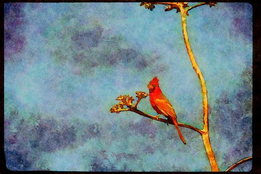 Wild Birds 008130 Northern Cardinal A4 Limited Edition Watercolour Print