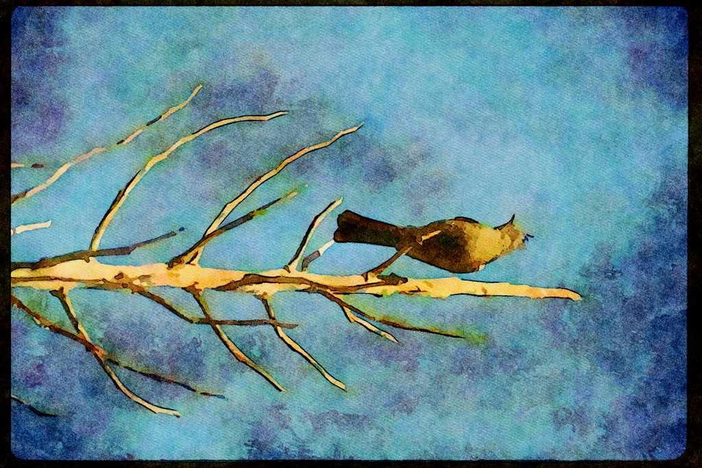 Wild Birds 008131 Phainopepla A4 Limited Edition Watercolour Print