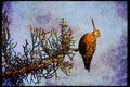 Wild Birds 008132 Hudsonian Godwit A4 Limited Edition Watercolour Print