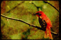 Wild Birds 008134 Summer Tanager A4 Limited Edition Watercolour Print