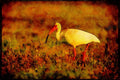Wild Birds 008135 White Ibis A4 Limited Edition Watercolour Print