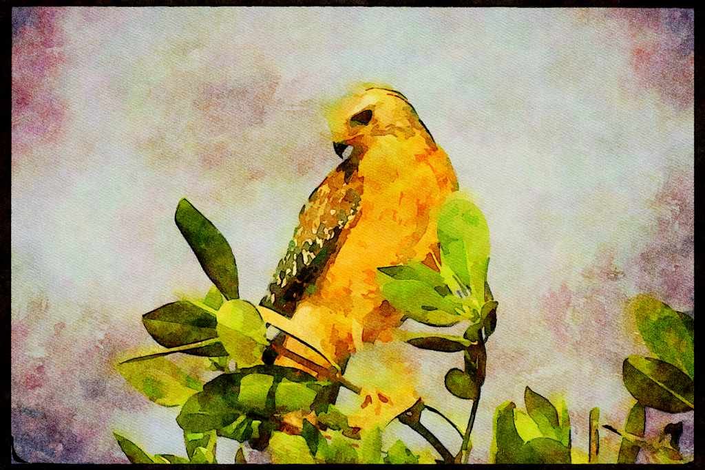 Wild Birds 008136 Red Shouldered Hawk A4 Limited Edition Watercolour Print