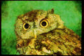 Wild Birds 008137 Screech Owl A4 Limited Edition Watercolour Print