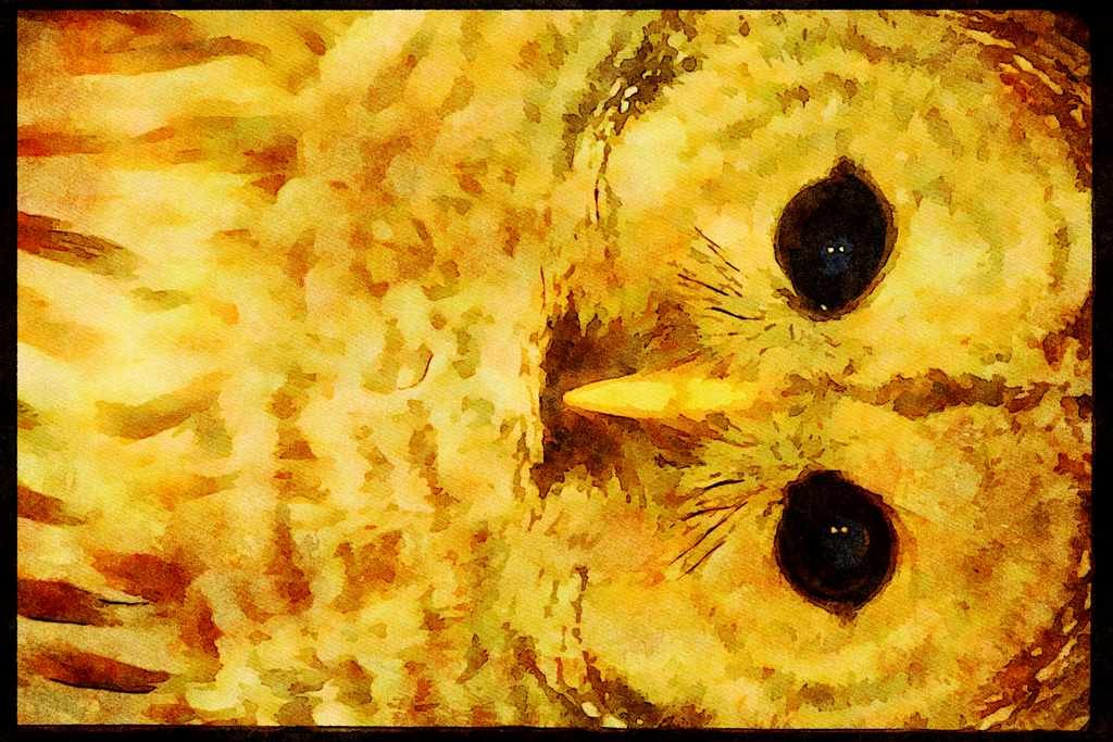 Wild Birds 008138 Barred Owl A4 Limited Edition Watercolour Print