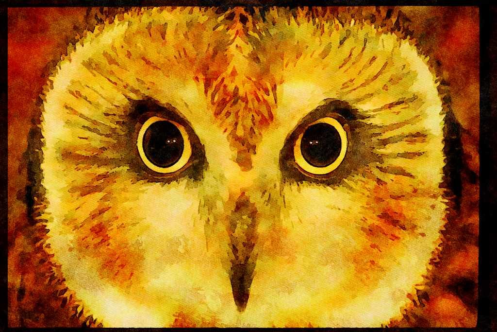 Wild Birds 008139 Short Eared Owl A4 Limited Edition Watercolour Print
