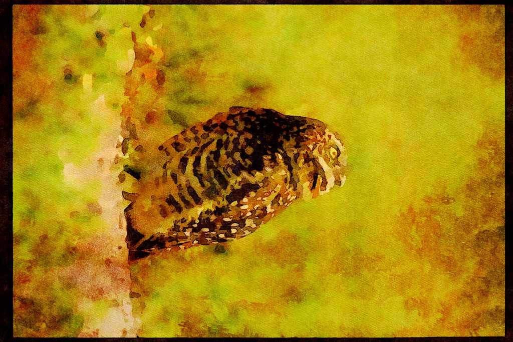 Wild Birds 008140 Burrowing Owl A4 Limited Edition Watercolour Print
