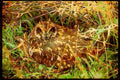 Wild Birds 008143 Short Eared Owl A4 Limited Edition Watercolour Print