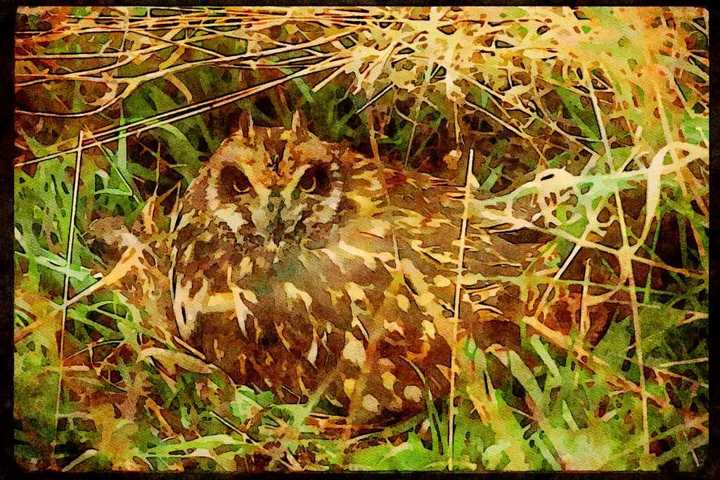 Wild Birds 008143 Short Eared Owl A4 Limited Edition Watercolour Print