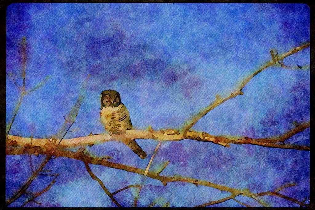 Wild Birds 008144 Northern Hawk Owl A4 Limited Edition Watercolour Print