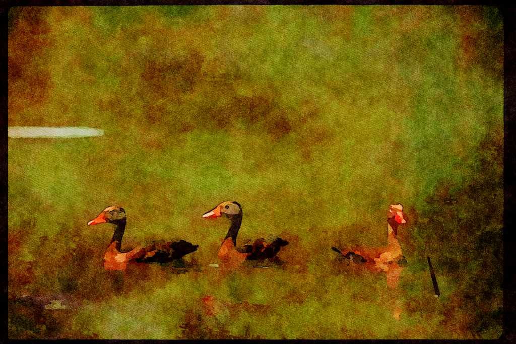 Wild Birds 008145 Black Bellied Whistling Ducks A4 Limited Edition Watercolour Print
