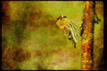 Wild Birds 008146 Common Redpoll A4 Limited Edition Watercolour Print