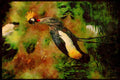 Wild Birds 008147 Crowned Crane A4 Limited Edition Watercolour Print