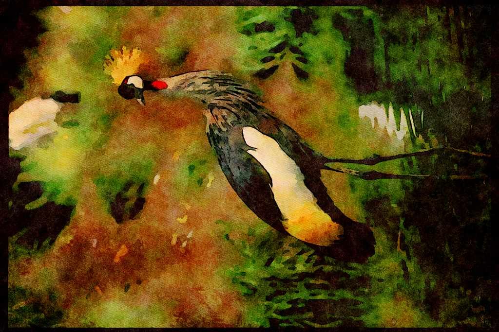Wild Birds 008147 Crowned Crane A4 Limited Edition Watercolour Print
