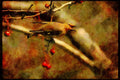 Wild Birds 008148 Bohemian Waxwing A4 Limited Edition Watercolour Print