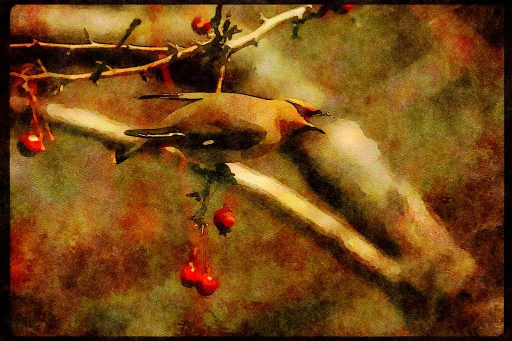 Wild Birds 008148 Bohemian Waxwing A4 Limited Edition Watercolour Print