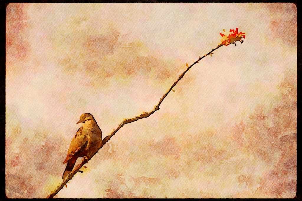 Wild Birds 008149 White Winged Dove A4 Limited Edition Watercolour Print