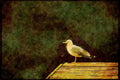 Wild Birds 008150 Herring Gull A4 Limited Edition Watercolour Print
