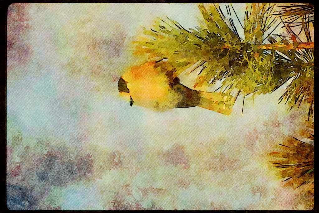 Wild Birds 008151 Gray Jay A4 Limited Edition Watercolour Print