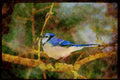 Wild Birds 008152 Blue Jay A4 Limited Edition Watercolour Print