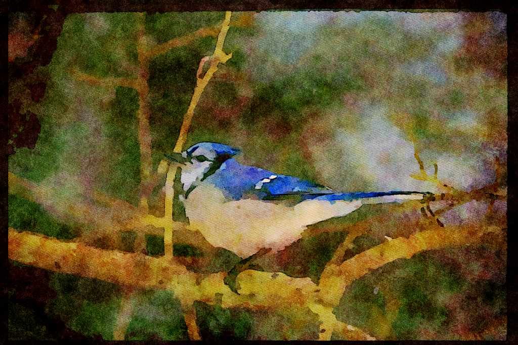Wild Birds 008152 Blue Jay A4 Limited Edition Watercolour Print