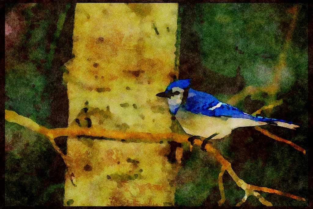 Wild Birds 008153 Blue Jay A4 Limited Edition Watercolour Print