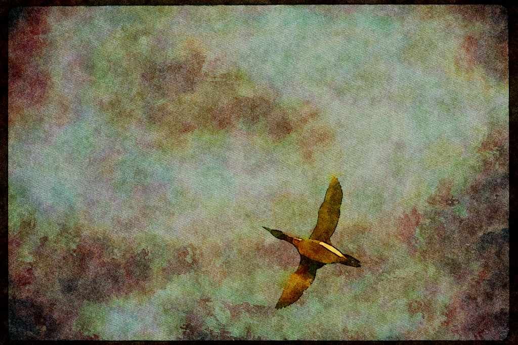 Wild Birds 008154 Common Loon A4 Limited Edition Watercolour Print