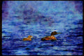 Wild Birds 008155 Common Loon Chick A4 Limited Edition Watercolour Print