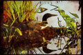 Wild Birds 008156 Common Loon On Nest A4 Limited Edition Watercolour Print