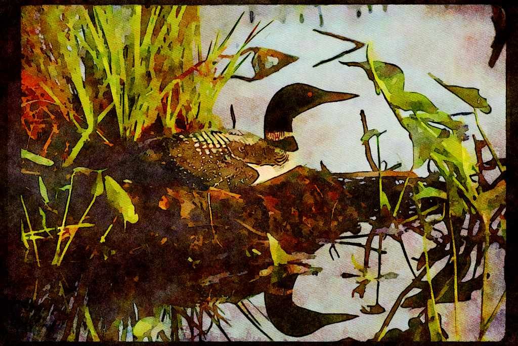 Wild Birds 008156 Common Loon On Nest A4 Limited Edition Watercolour Print