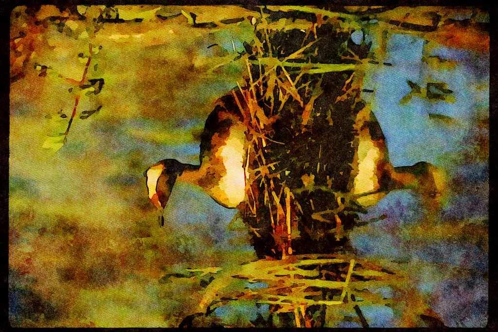 Wild Birds 008159 Horned Grebe A4 Limited Edition Watercolour Print